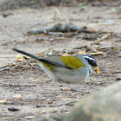 Moss-Backed Sparrow